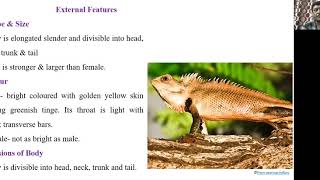 External features of calotes [upl. by Cherianne427]