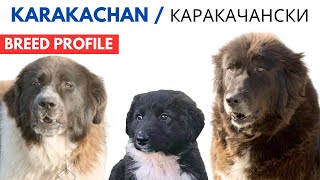 Karakachan Dog Breed Profile History  Price  Traits  Karakachan Dog Grooming Needs  Lifespan [upl. by Montana]