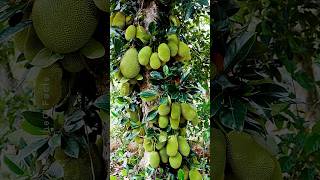 Growing Jackfruit from Cutting 🍐 New Technique of Propagation using Banana Plants farming shorts [upl. by Ecirtap]