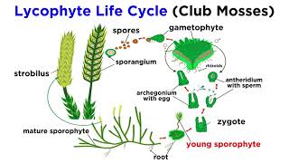 Lycophytes Early Vascular Plants [upl. by Ruffina]