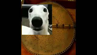 Dog gaming listens to toreador march on a music box [upl. by Liew]