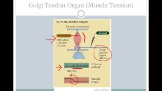 SJSU Neurophysiology  Lecture 10  Sensory Neurons [upl. by Lohman629]