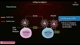 Chemokines Types and Function  Inflammation Pathology [upl. by Mingche]