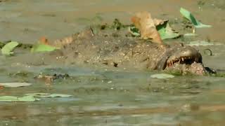 Fierce underwater monster The mugger crocodile [upl. by Hussar]