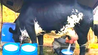 Highly Milking Biggest Udder Girlando Cow 127 Litters Live Milking Video Girlando Cow Farm Pakistan [upl. by Feil]