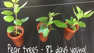 How To Grow Pear Trees From Seed Day 82 [upl. by Clough]