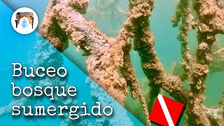 BUCEO en el BOSQUE SUMERGIDO de las Lagunas de Ruidera [upl. by Ial]