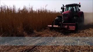 Harvesting of Miscanthus  part 13  Cutting [upl. by Alekahs]