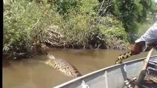 Worlds Largest Snake Found in Amazon River Anaconda 2016 [upl. by Alleunam151]