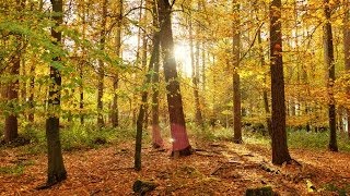 Deep Forest Relaxing Sounds Chillout Mix 2014 [upl. by Wagshul]