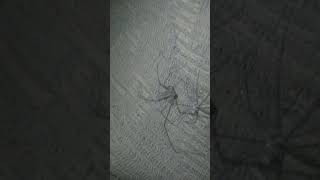 long legs spider 🕸 with old uniform nature spider animals natural inspider naturalbeauty [upl. by Dray]