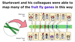 Gene Linkage and Genetic Maps [upl. by Neelsaj]