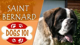 Dogs 101  SAINT BERNARD  Top Dog Facts About the SAINT BERNARD [upl. by Awe]