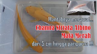 Mantabnya merawat CHANNA STRIATA ALBINO MATA MERAH  dari panjang 5 cm sd paripurna [upl. by Eelyac]