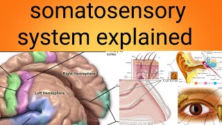 somatosensory systemphysiology lecture 11 [upl. by Brownson32]