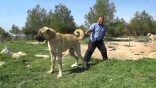 Biggest Dog in the World 90 cm Turkish Kangal [upl. by Arimlede898]