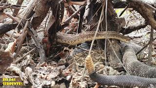 cobras cascaveis no processo de acasalamento na natureza [upl. by Hamachi]