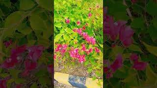 Allah Huma Saly allahNaatshare viralvideo allahhuma nature viralvideo mostbeautifull [upl. by Emyaj655]