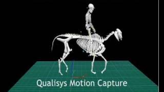 Qualisys Motion Capture of a Horse and rider [upl. by Chloette132]