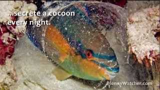 Parrotfish Cocoon from BlennyWatchercom [upl. by Mordecai]