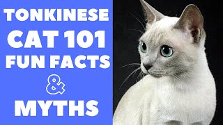 Tonkinese Cats 101  Fun Facts amp Myths [upl. by Issie]