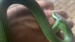 Acidente com Cobra Cipó Philodryas olfersii  Biólogo Henrique o Biólogo das Cobras [upl. by Notelrahc]