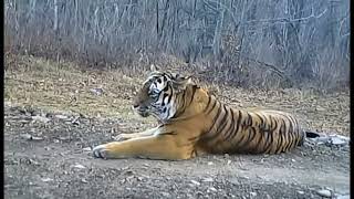 Wild Siberian Tiger in Russian Far East [upl. by Sherie]