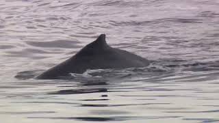 The coolest thing to see in Antarctica Whales from our balcony on the Seabourn Pursuit [upl. by Jariah]