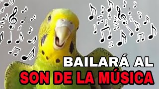 RITMOS TROPICALES PARA PERIQUITOS HAZ QUE TU AVE BAILE AL SONIDO DE LA MÚSICA [upl. by Hareemas]