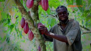 Chemico Cocoasett Spraying Programme Mampong District [upl. by Droffats]