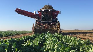 Witloof rooien met RWT in Meux en geronvillers met transport Michiels met Dewulf kwarto en Vredo [upl. by Rayburn140]