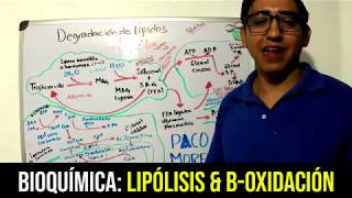 Bioquímica Lipólisis y BetaOxidación [upl. by Annuhsal]