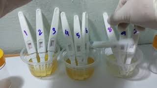 Midstream Testing  drop urine 1 drop to result windows Midstream HCG [upl. by Yelhak711]