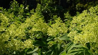 How to Prune Hydrangea Paniculata Trees [upl. by Eelorac]