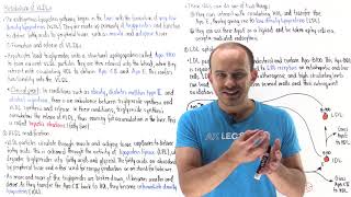 Metabolism of very lowdensity lipoproteins endogenous lipoprotein pathway [upl. by Nnor]