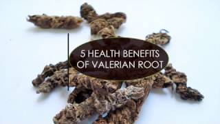 5 Amazing Health Benefits of Valerian Root [upl. by Ferdinanda]