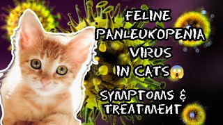 Deadliest killer virus in cats 😱  What is Feline Panleukopenia virus  FPV symptoms amp treatment [upl. by Schmitt900]