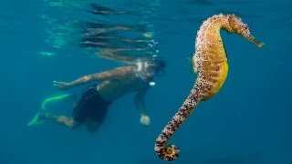 Galloping Extinction The Last Stand of The Seahorse HD  Borneo from Below S01E25 [upl. by Nnyw]