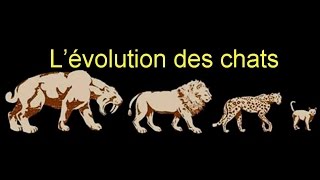 Les chats leur histoire et leur origine [upl. by Ifar]