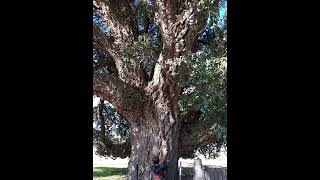 Australia largest cork tree Quercus suber dated to 1861 in Tenterfield [upl. by Perr]