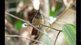 ENDEMIC chestnut bellied hummingbird AMAZILIA CASTANEIVENTRIS [upl. by Nahama]