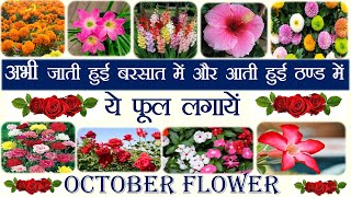 अक्टूबर महीने में लगाएं ये सारे फूल Winter Flowers to Start In October [upl. by Noslen337]