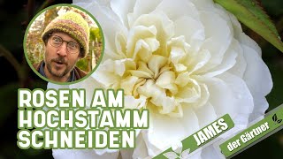 Wie und wann schneidet man Rosenstämmchen I James der Gärtner [upl. by Asile235]