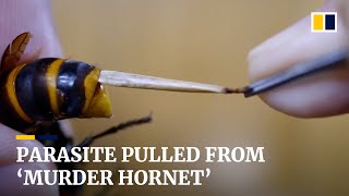 Japanese man performs surgery on giant ‘murder hornet’ by pulling a parasite from its stomach [upl. by Betthezel]