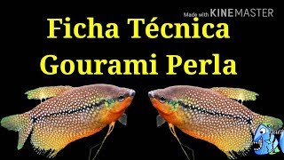 Ficha Técnica Gourami Perla Trichopodus leerii [upl. by Welby457]