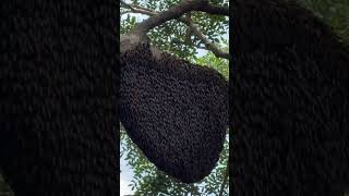 Honey Bees Buzzing on a Green Tree in Pleasant Weather [upl. by Westhead]