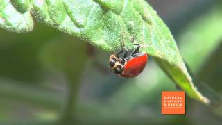 Nature Lab  Ladybugs Factoid with Lila [upl. by Wayne]