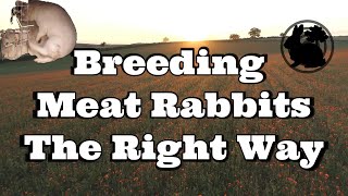 Breeding Meat Rabbits The Right Way [upl. by Namaj]