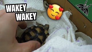 Waking up my Tortoise from Hibernation [upl. by Ayidah]