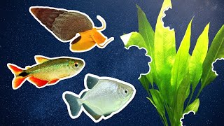 What Fish Should You Avoid in a Planted Aquarium [upl. by Yenahs]